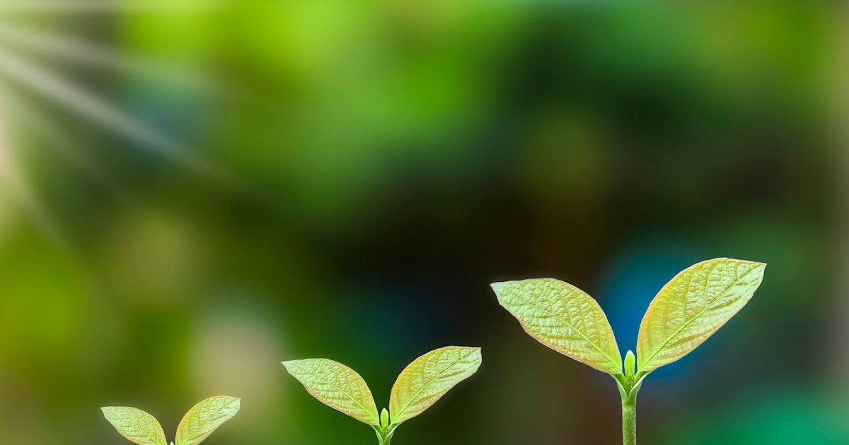 The Environmental Impact of Veganism